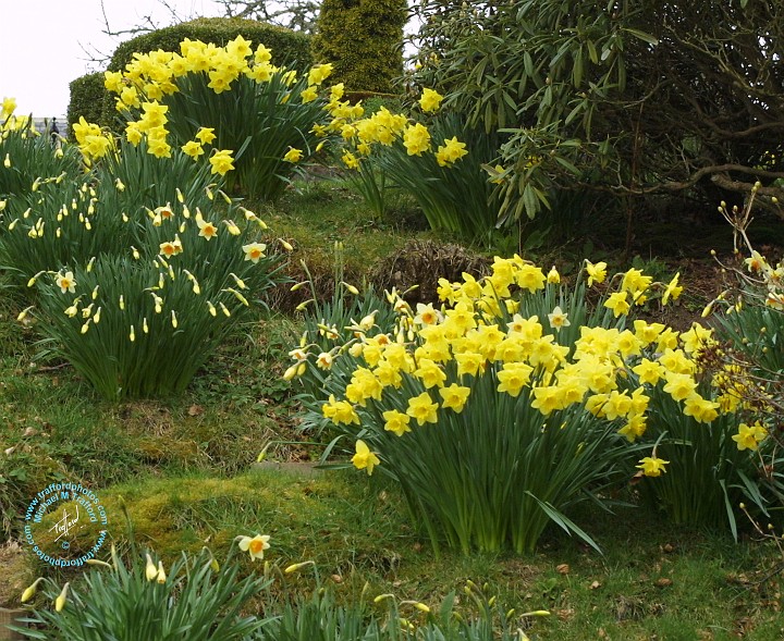 Daffodils 8R34D-19.JPG